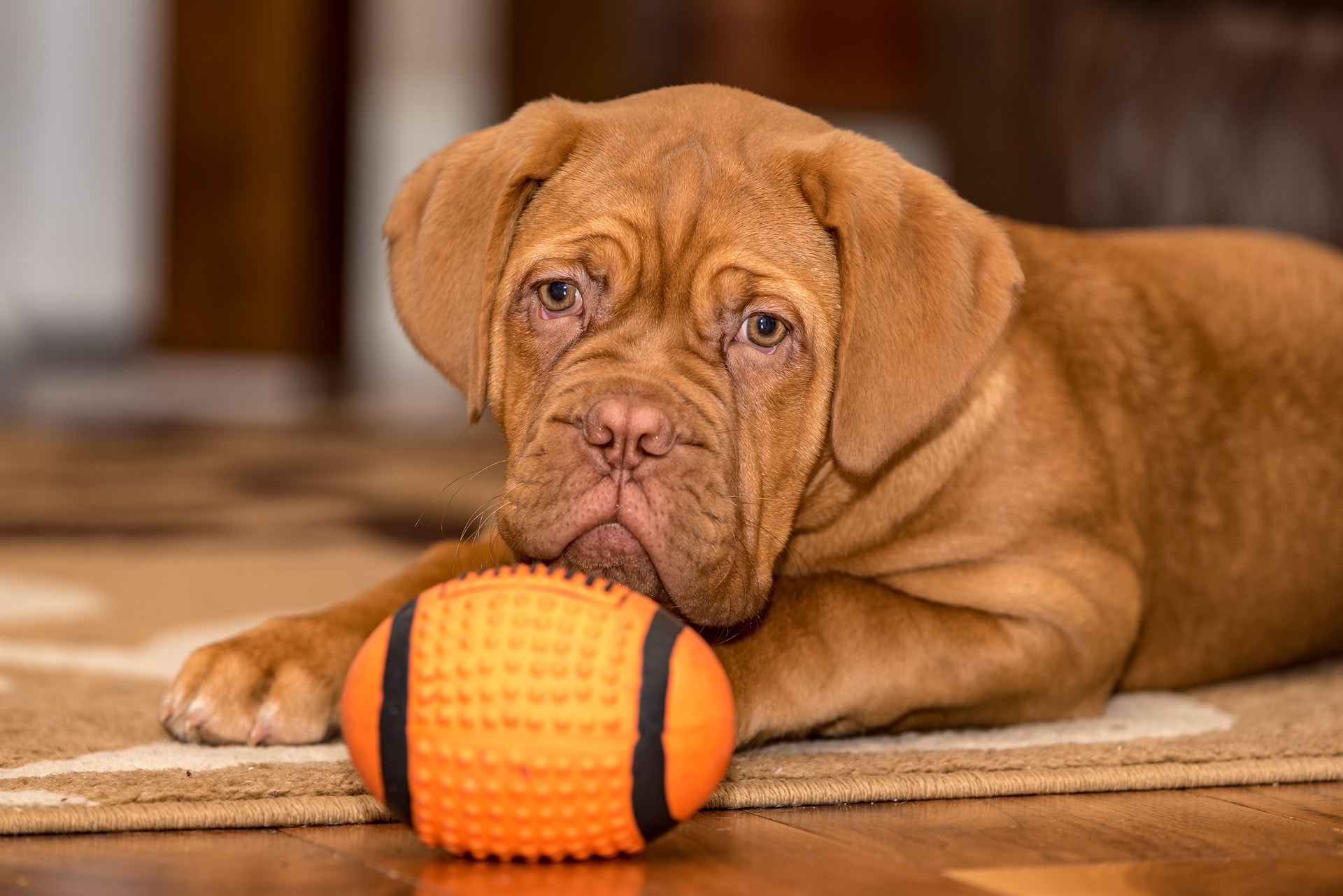 cachorro con una pelota