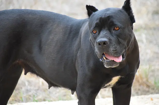 cane corso hunting lions