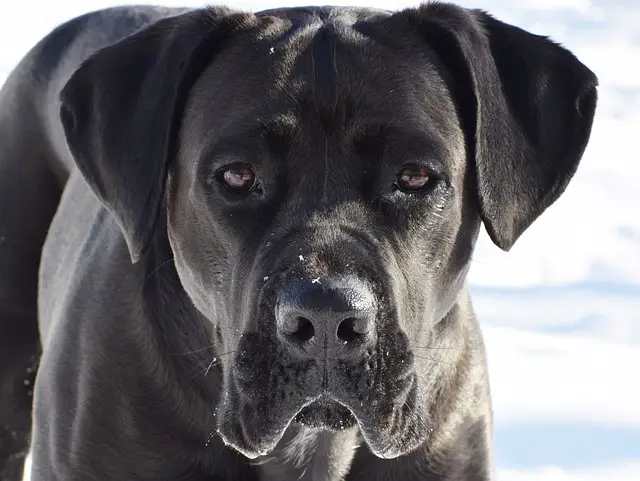 cane corso dog on snow