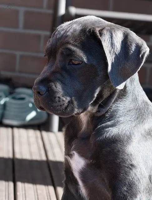 perro cane corso en sol