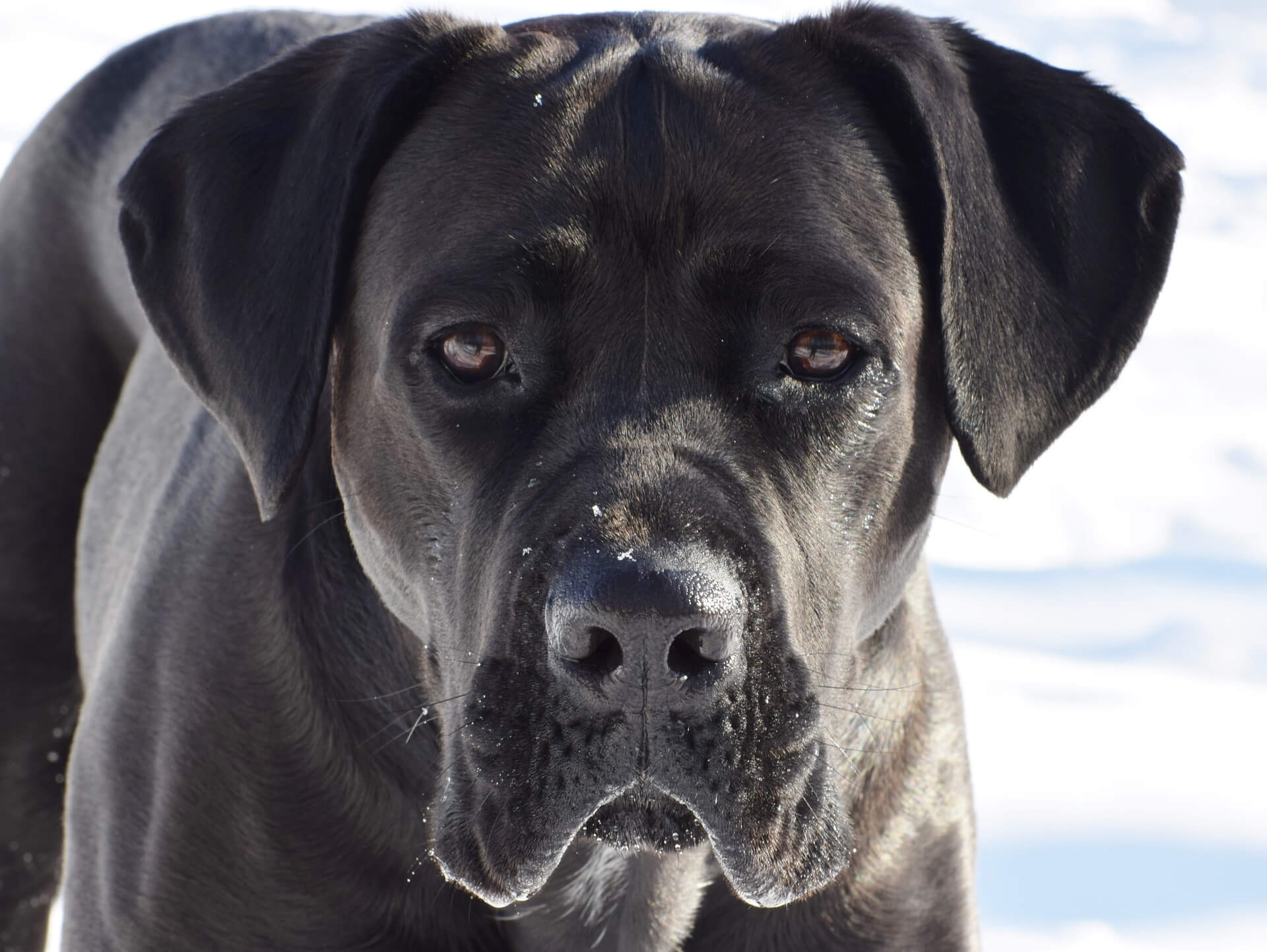 cane corso dog looking