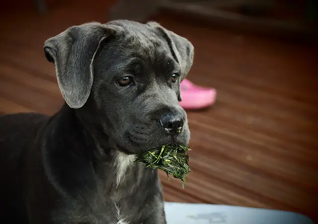 cachorro de cane corso