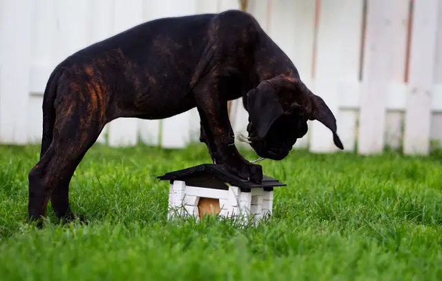 cane corso puppy playing