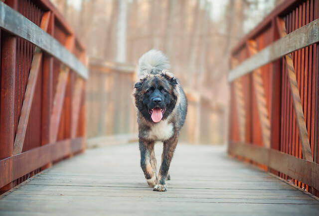 caucasian shepherd