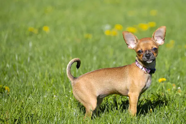 chihuahua sobre hierba