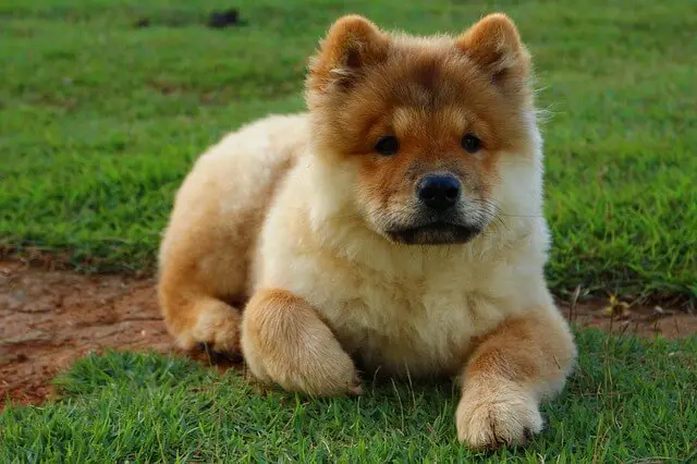 Chow Chow puppy