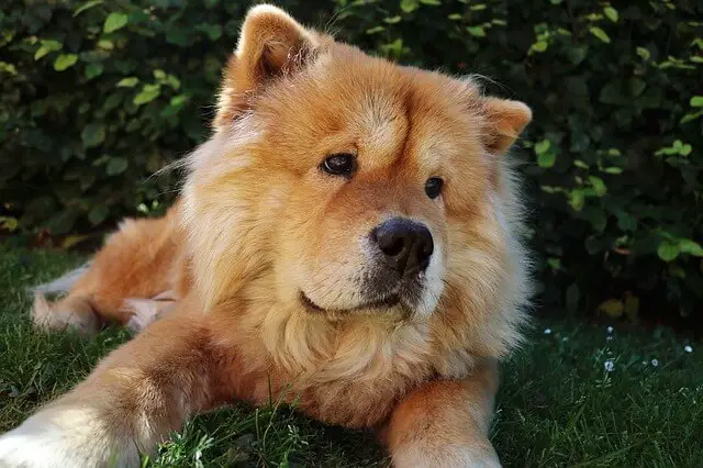 adult Chow Chow dog