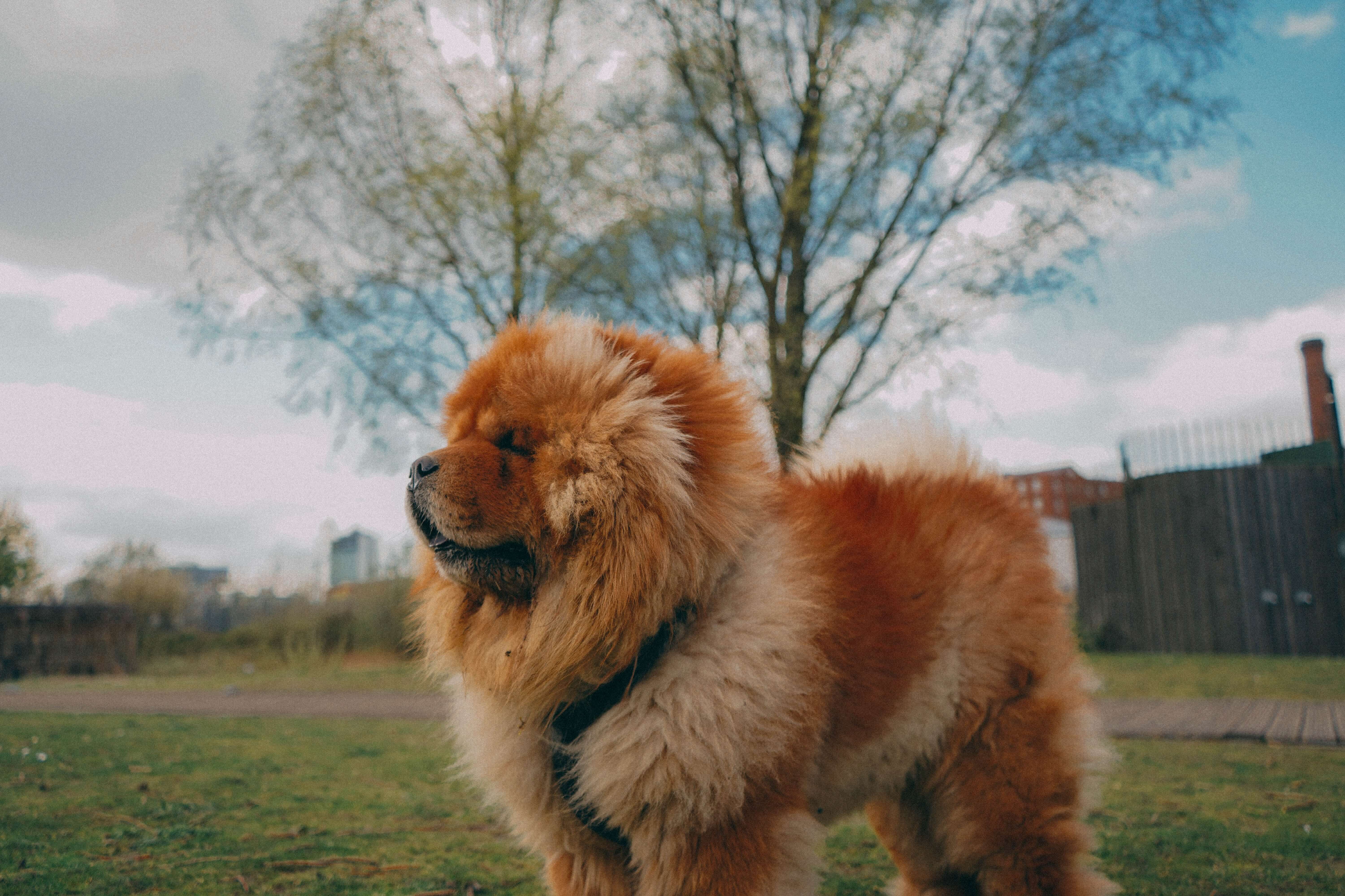 chinese teddy bear dog breed