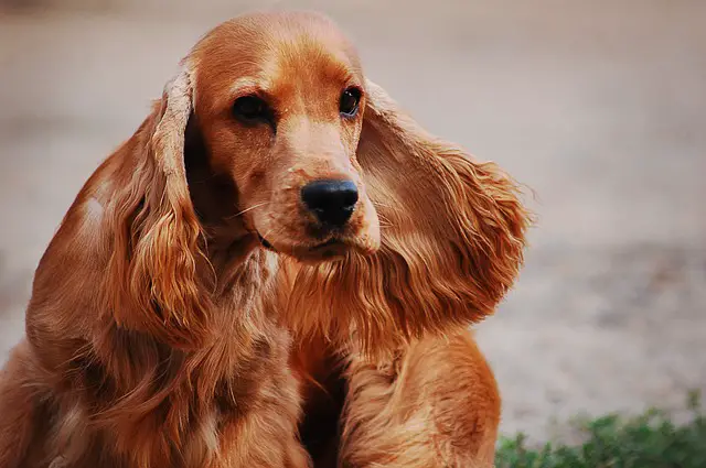 cocker spaniel floppy ears