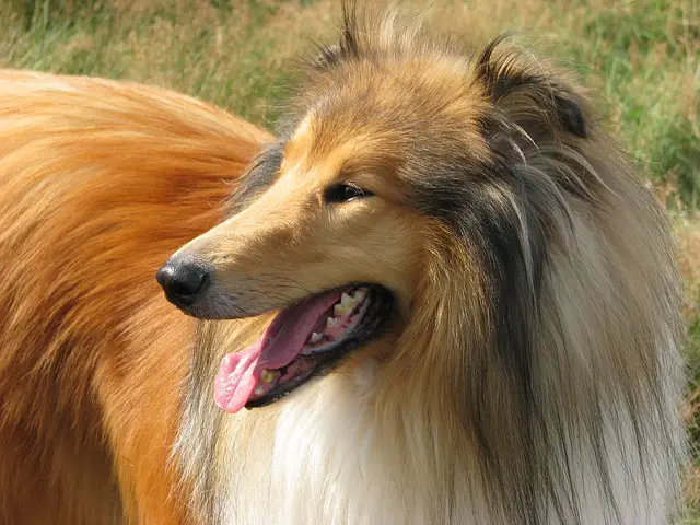 collie dog