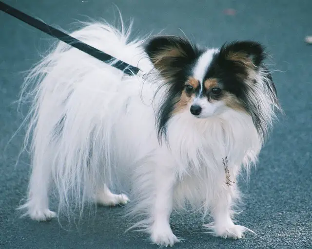 papillon dog