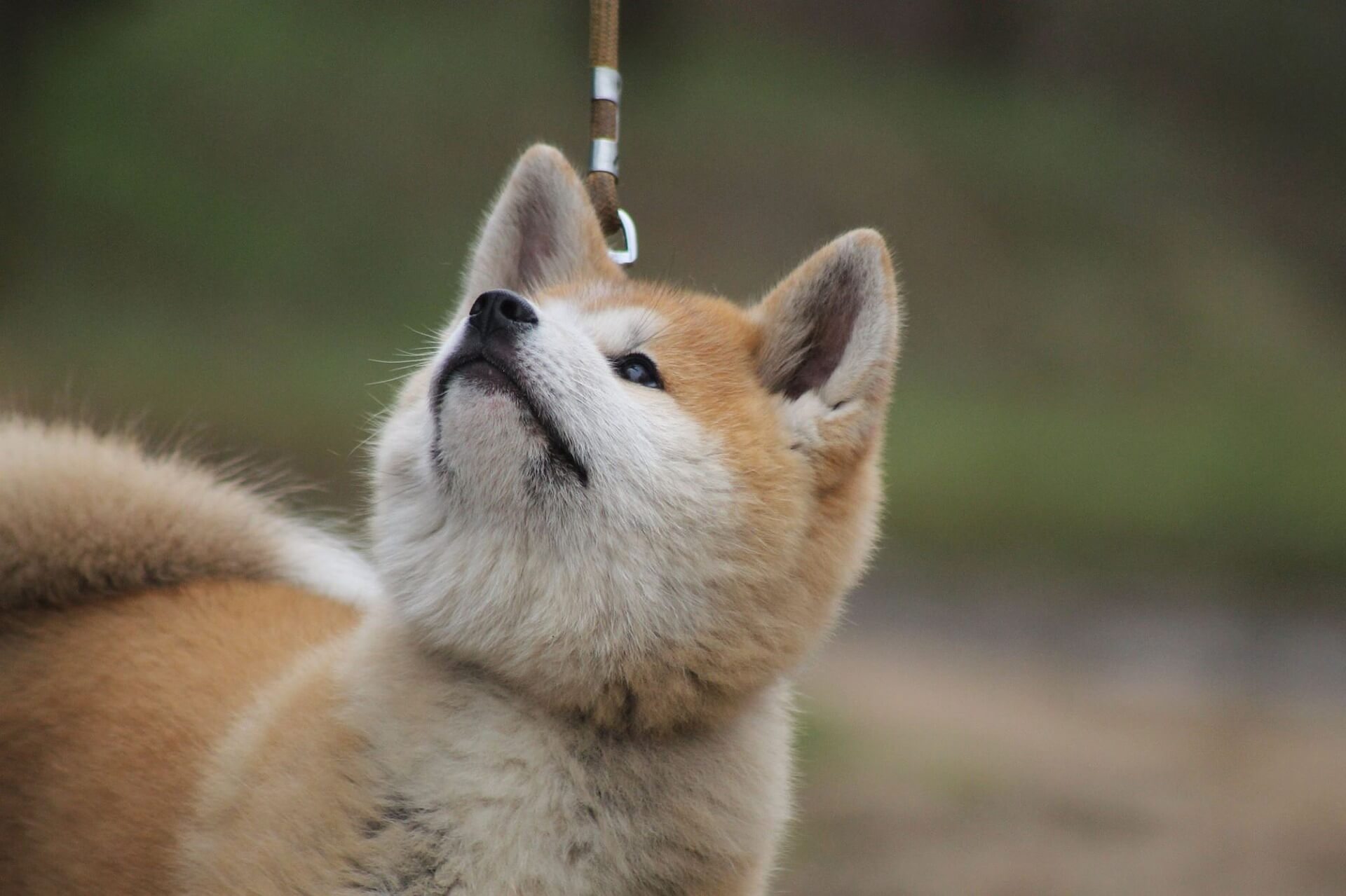 cute akita inu dog