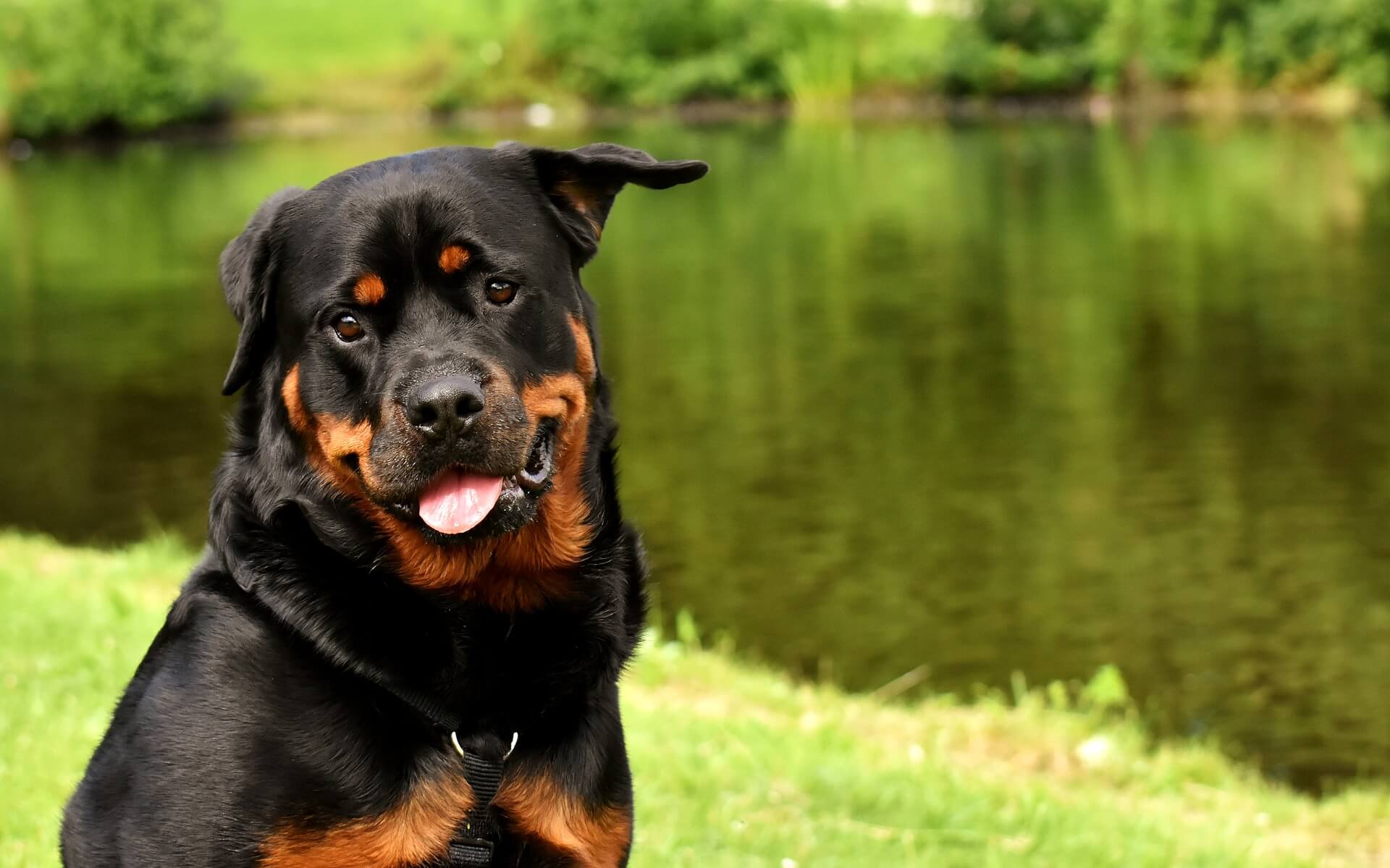 cute rottweiler dog