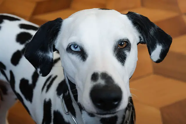 Yeux de chien dalmatien
