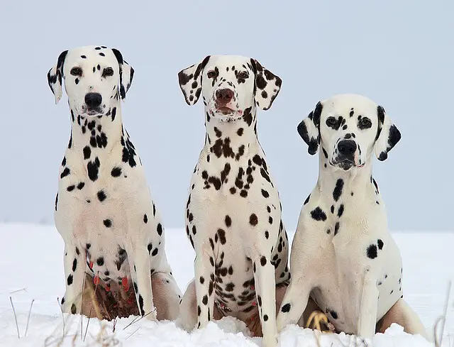 Dalmata