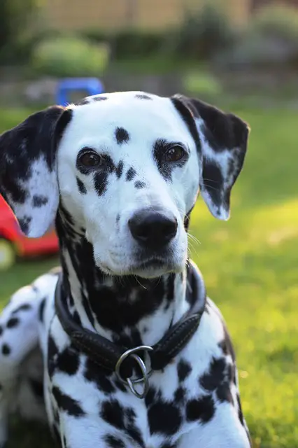 chiot dalmatien