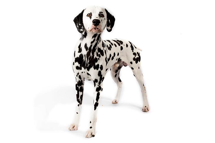 Dalmatian