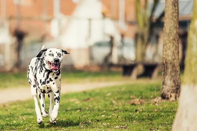 Chien dalmatien qui court