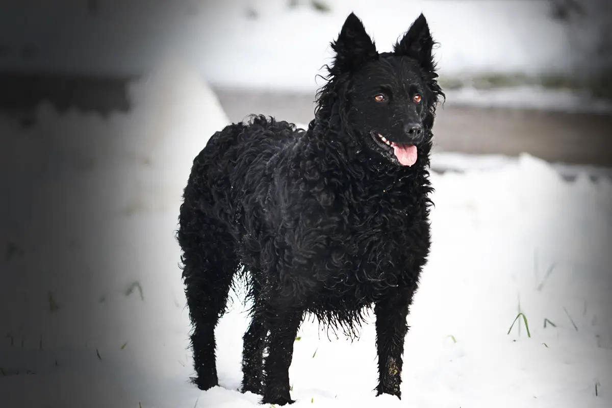 croatian sheepdog