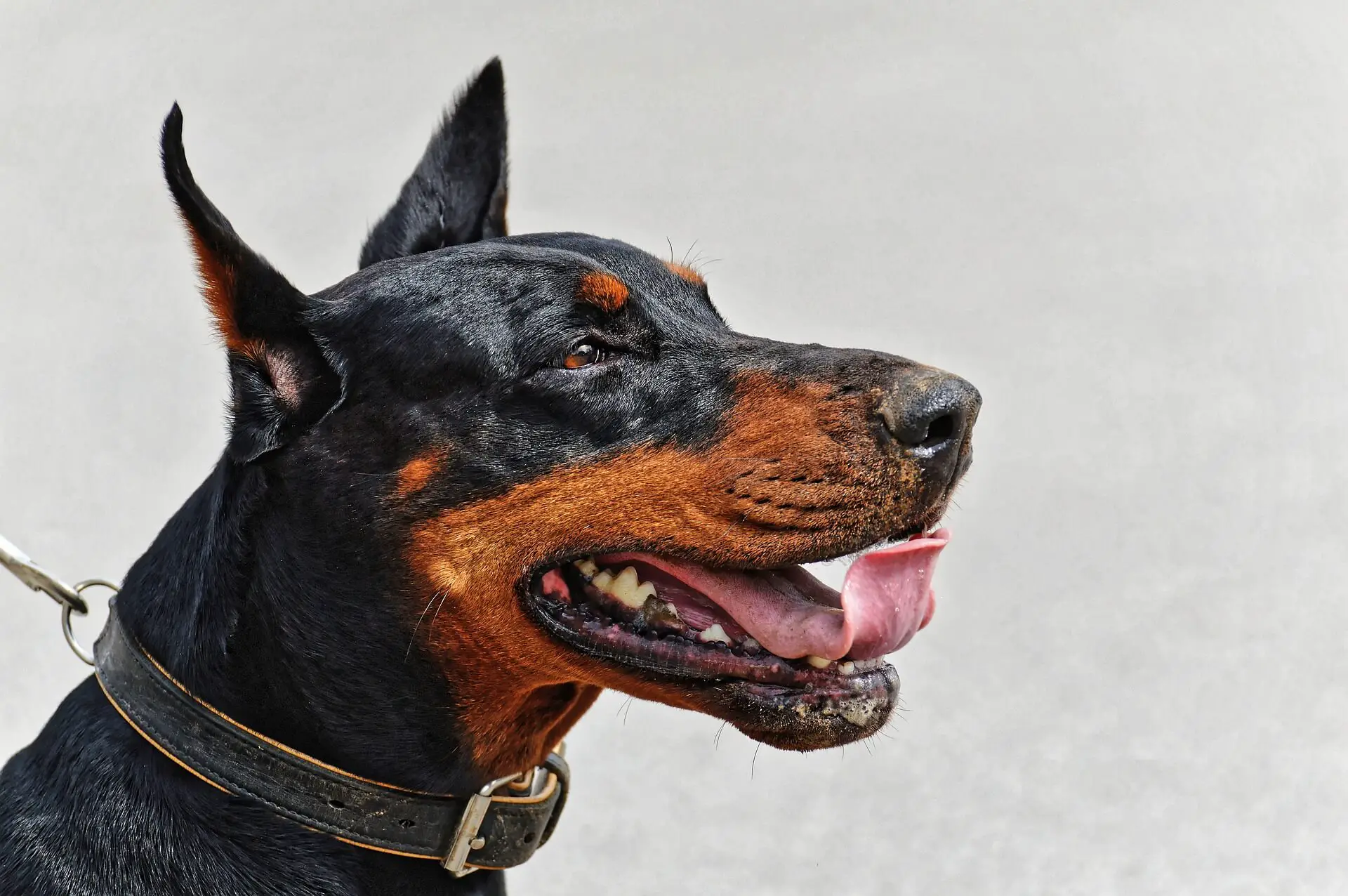 doberman with cropped ears