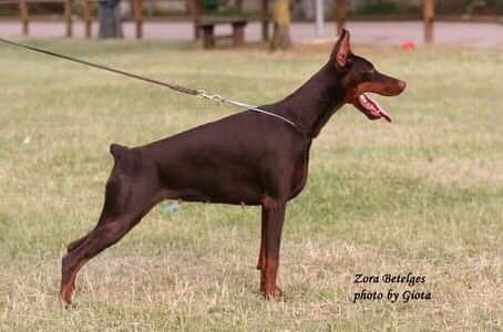 perro doberman en posición