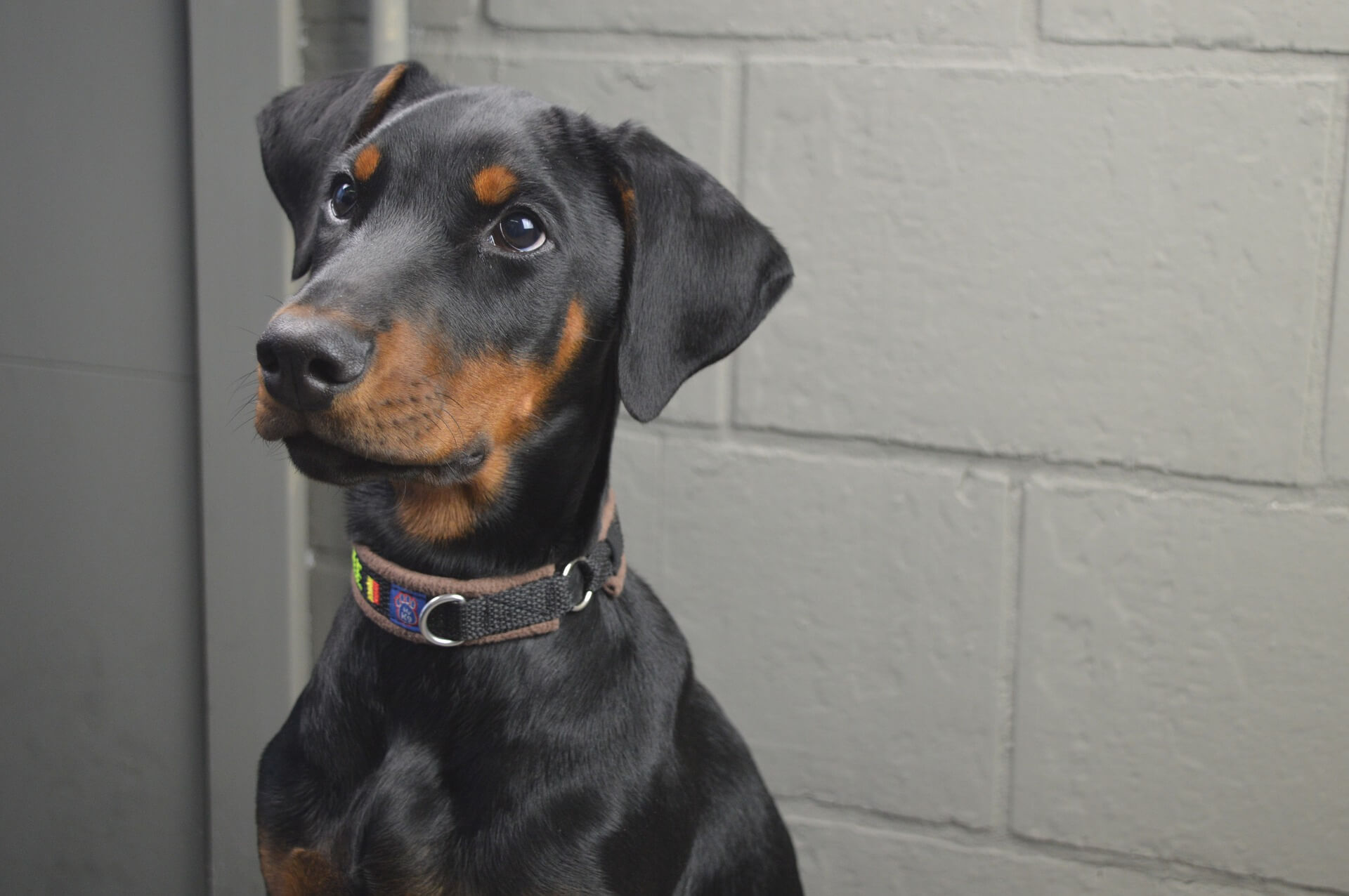 doberman with floppy ears