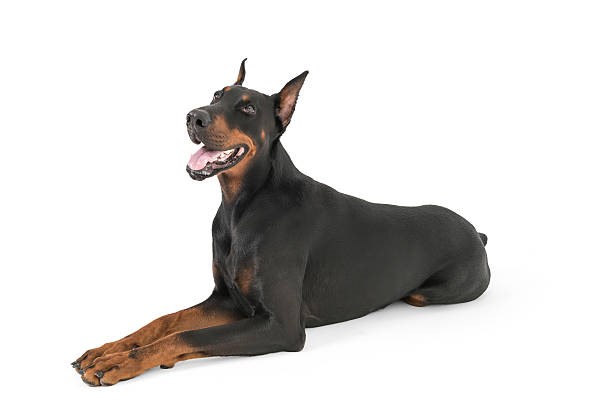 Doberman