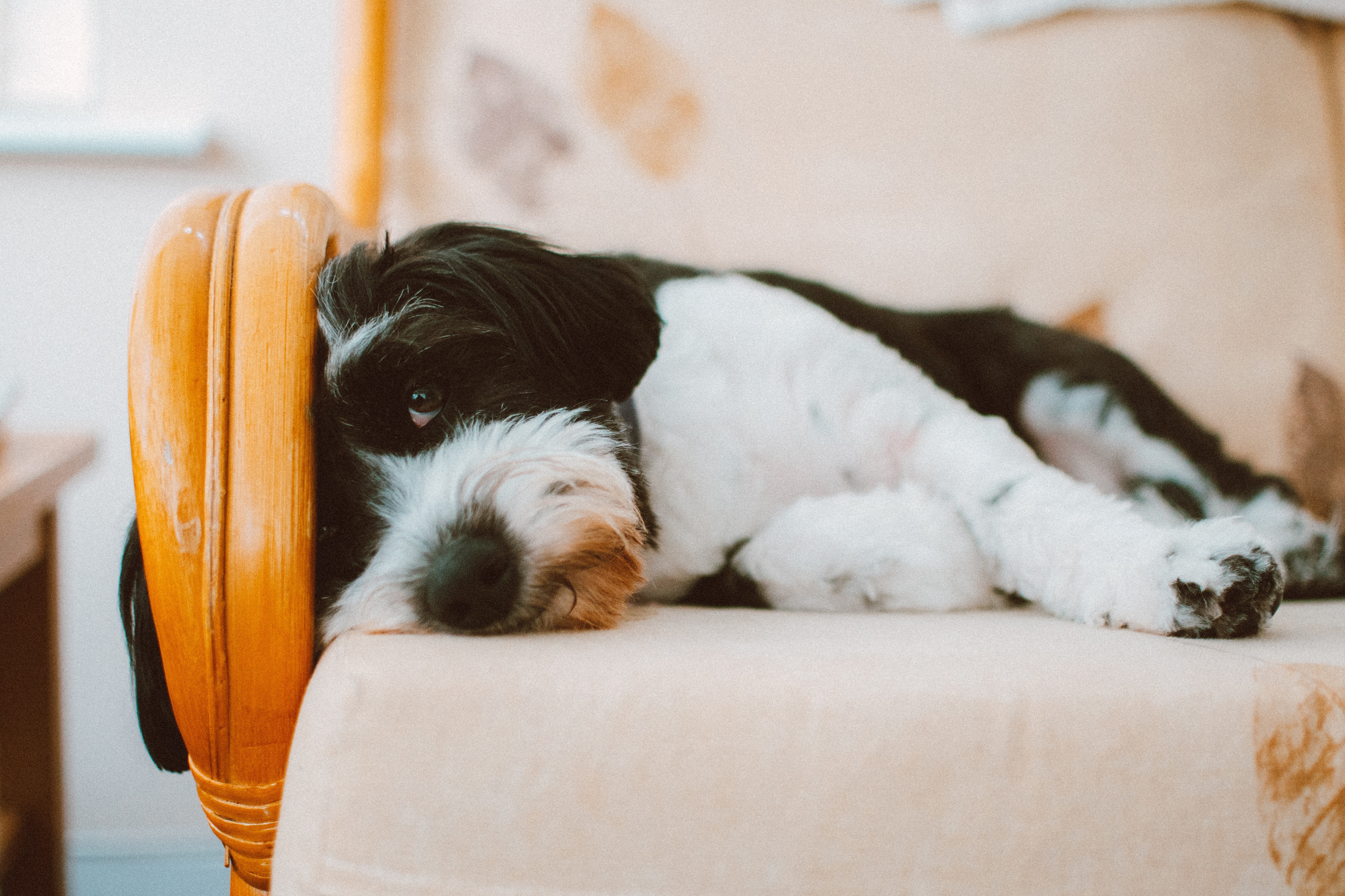 dog on chair