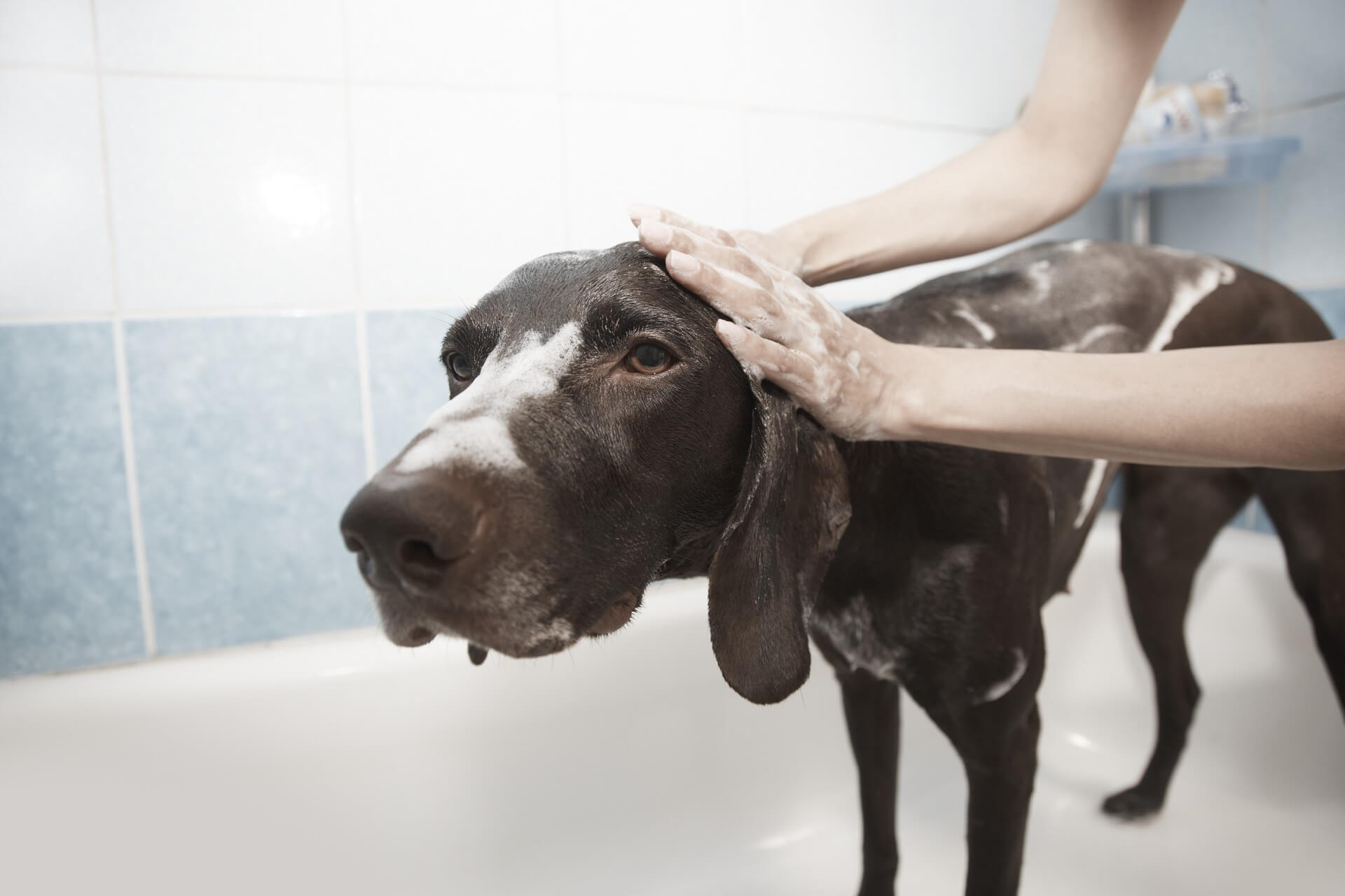 drying dog