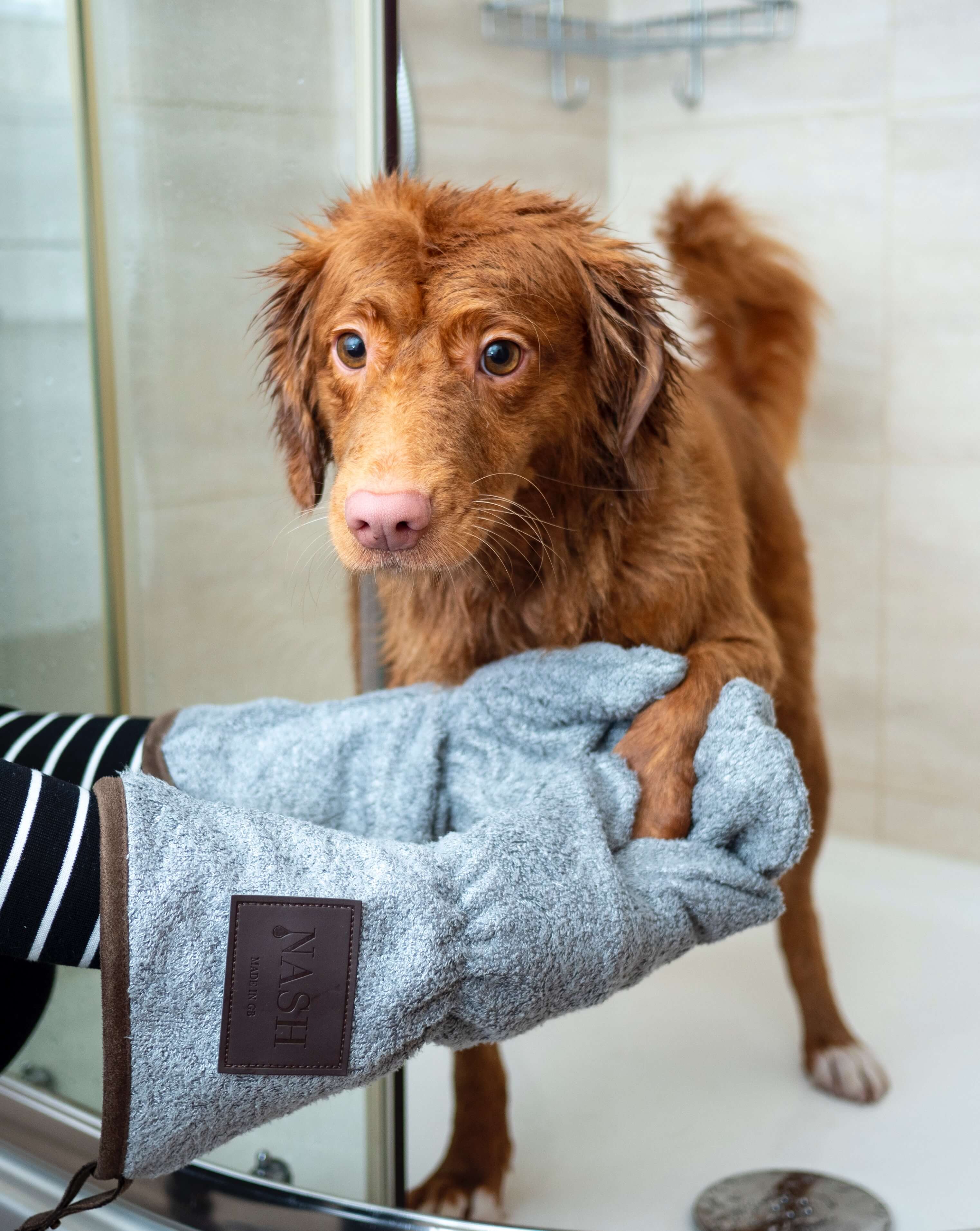 dog bathing