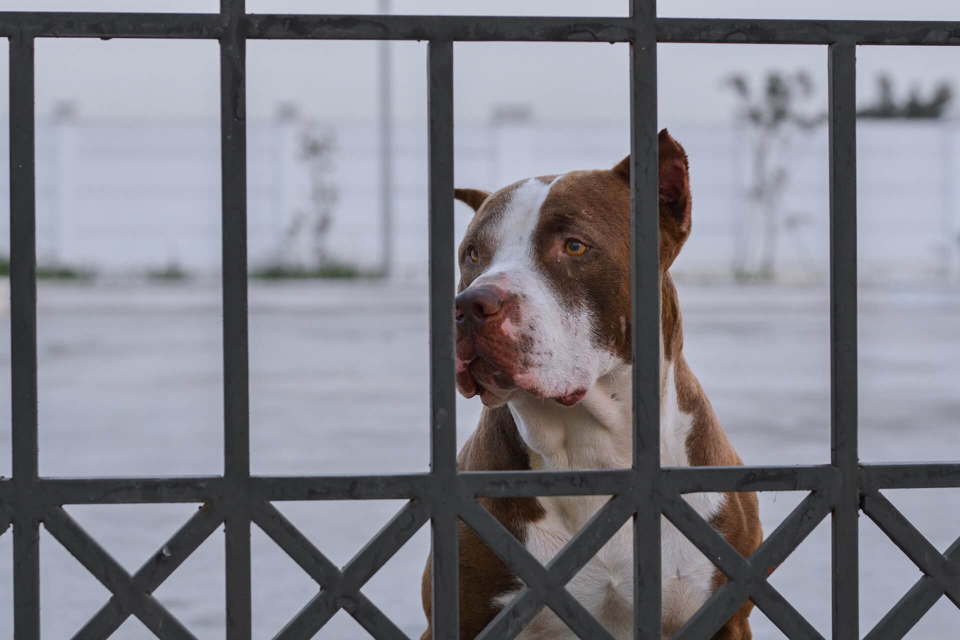 dog behind fence