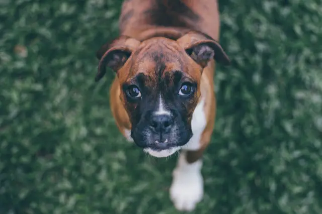 cachorro boxer mirando