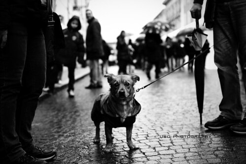 dog in city