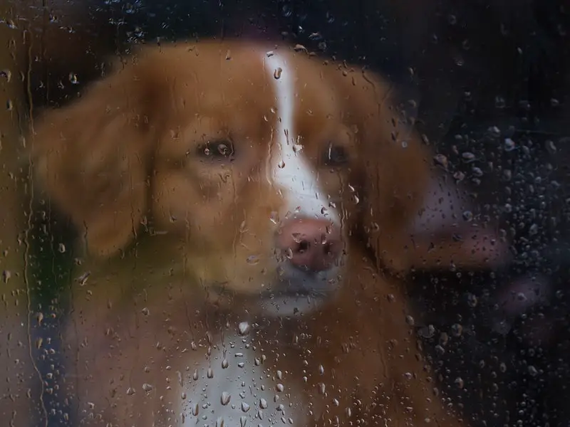 perro mirando afuera de la ventana