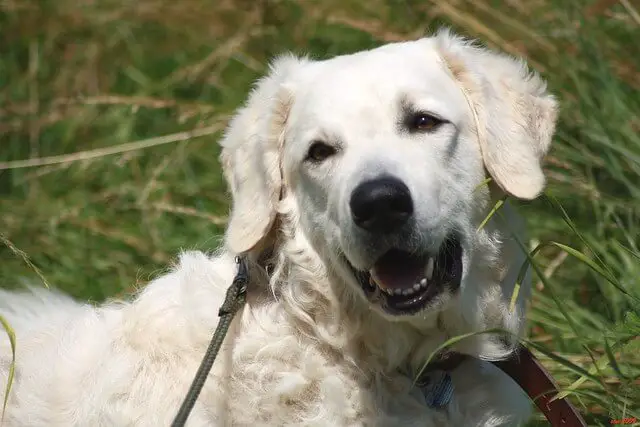 kuvasz dog smiling