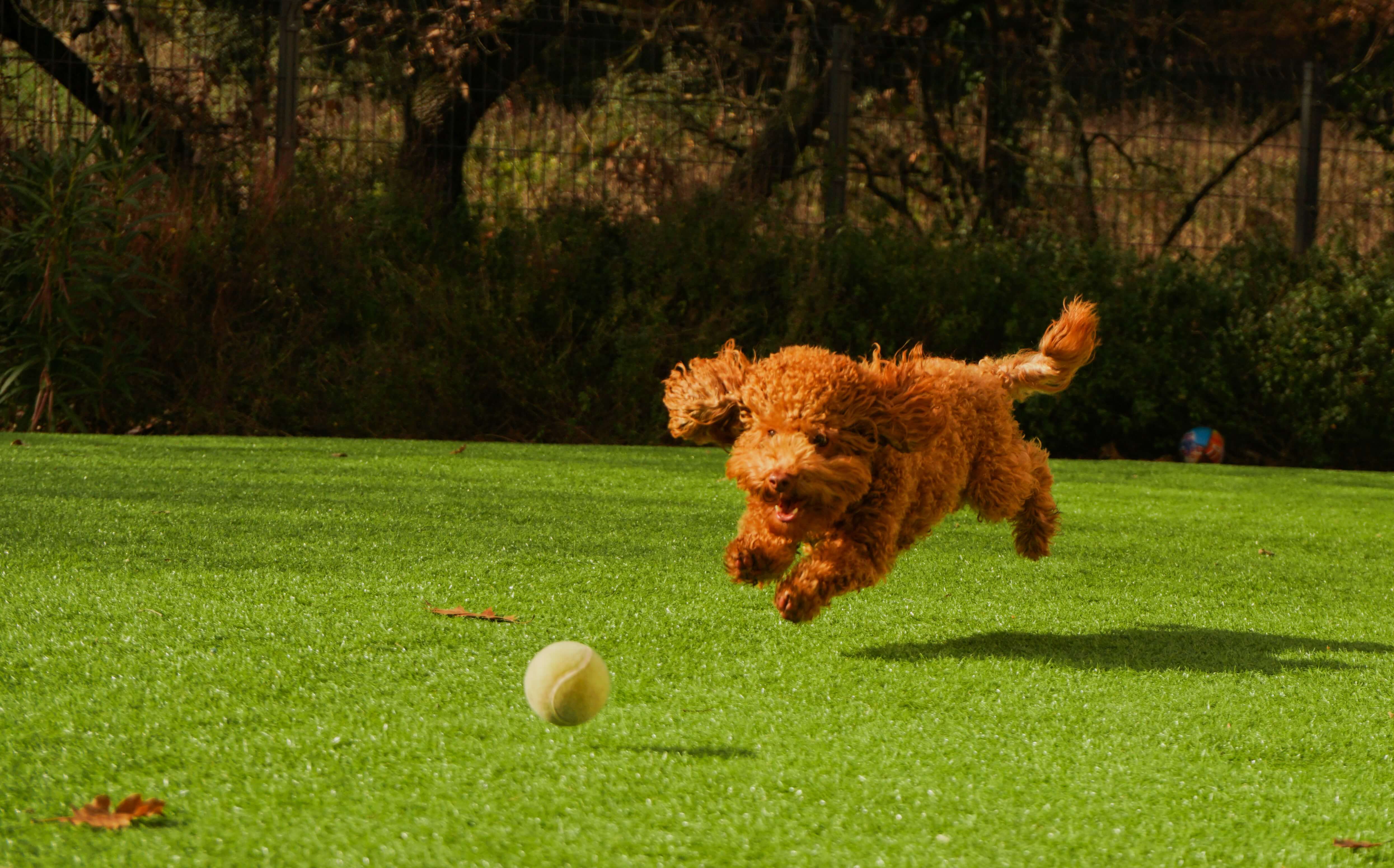 small dog playing with ball