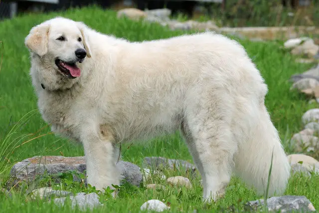 kuvasz dog in stance