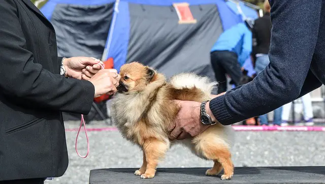 Euro dog show 2019