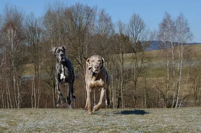 two dogs running