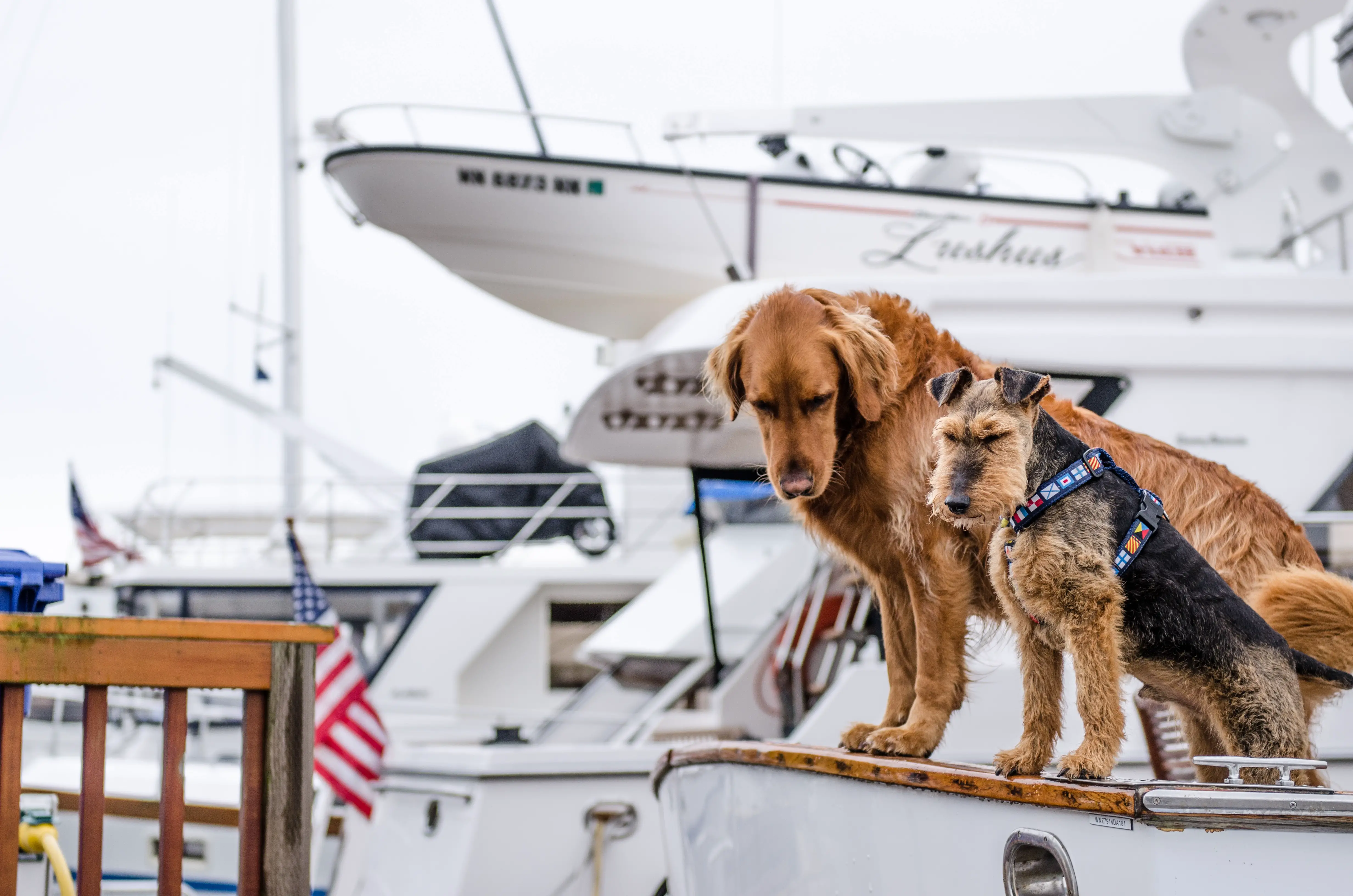 two dogs on boat