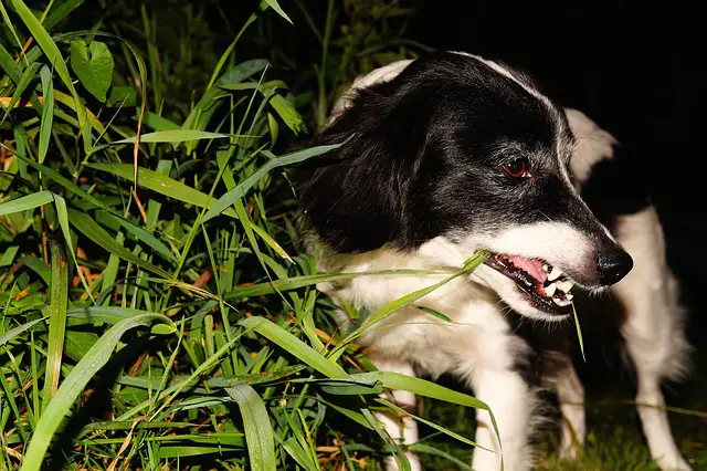 dogs eating grass