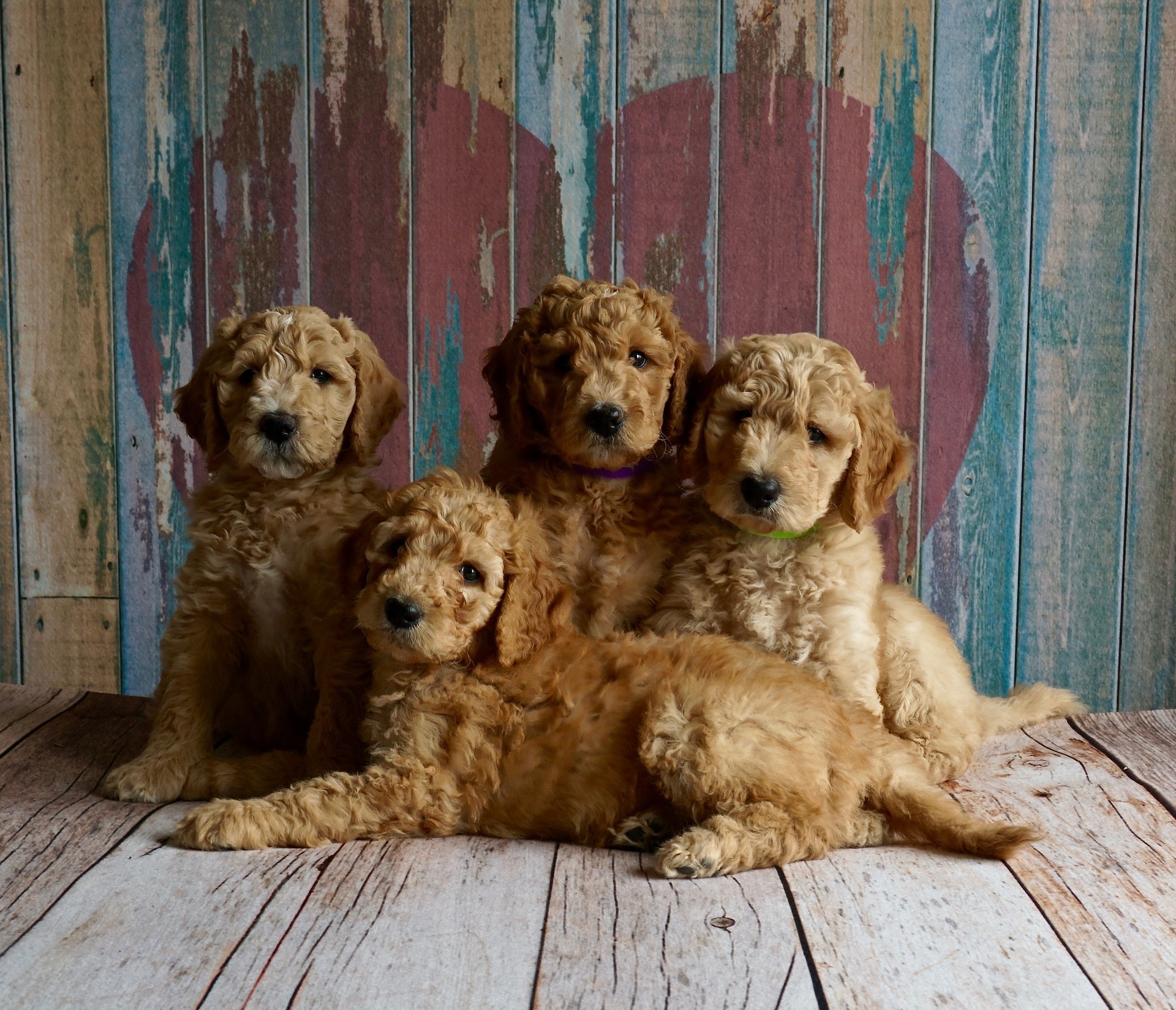 four puppies