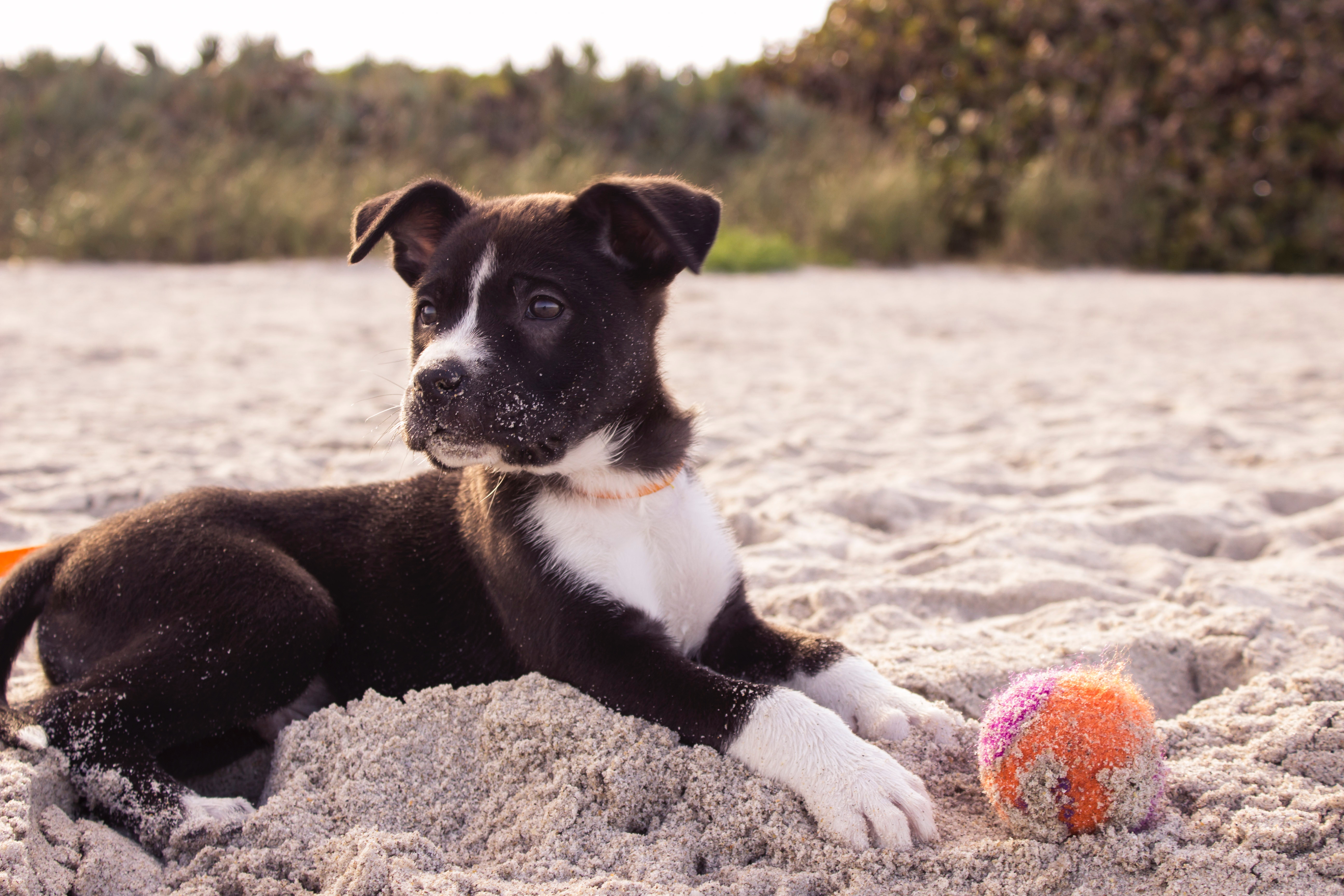 perro con pelota en la playa