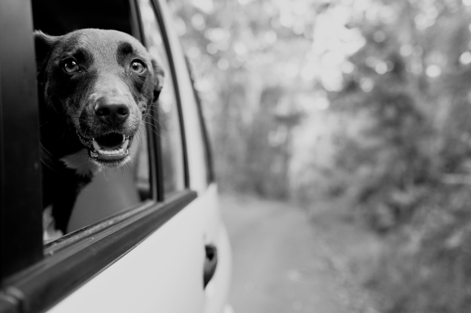 dog travels in car