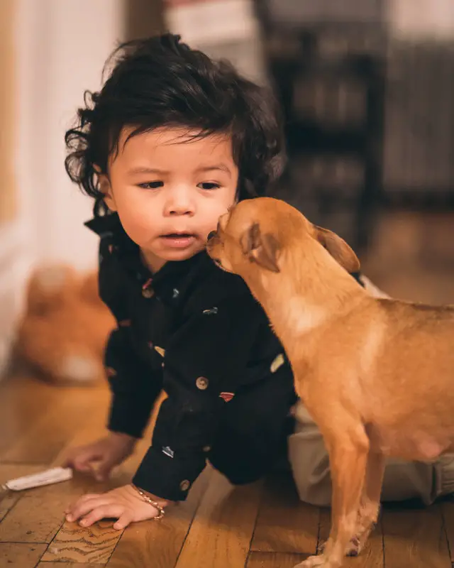 dog with a baby