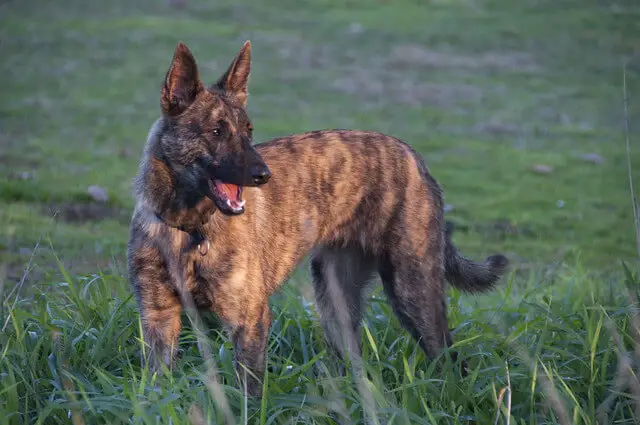 dutch shepherd in stance