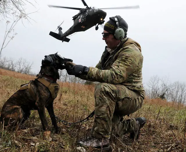 dutch shepherd preparing for work