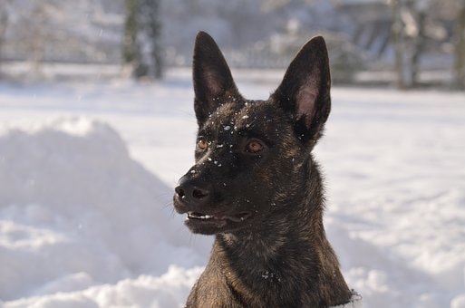 dutch shepherd on snow