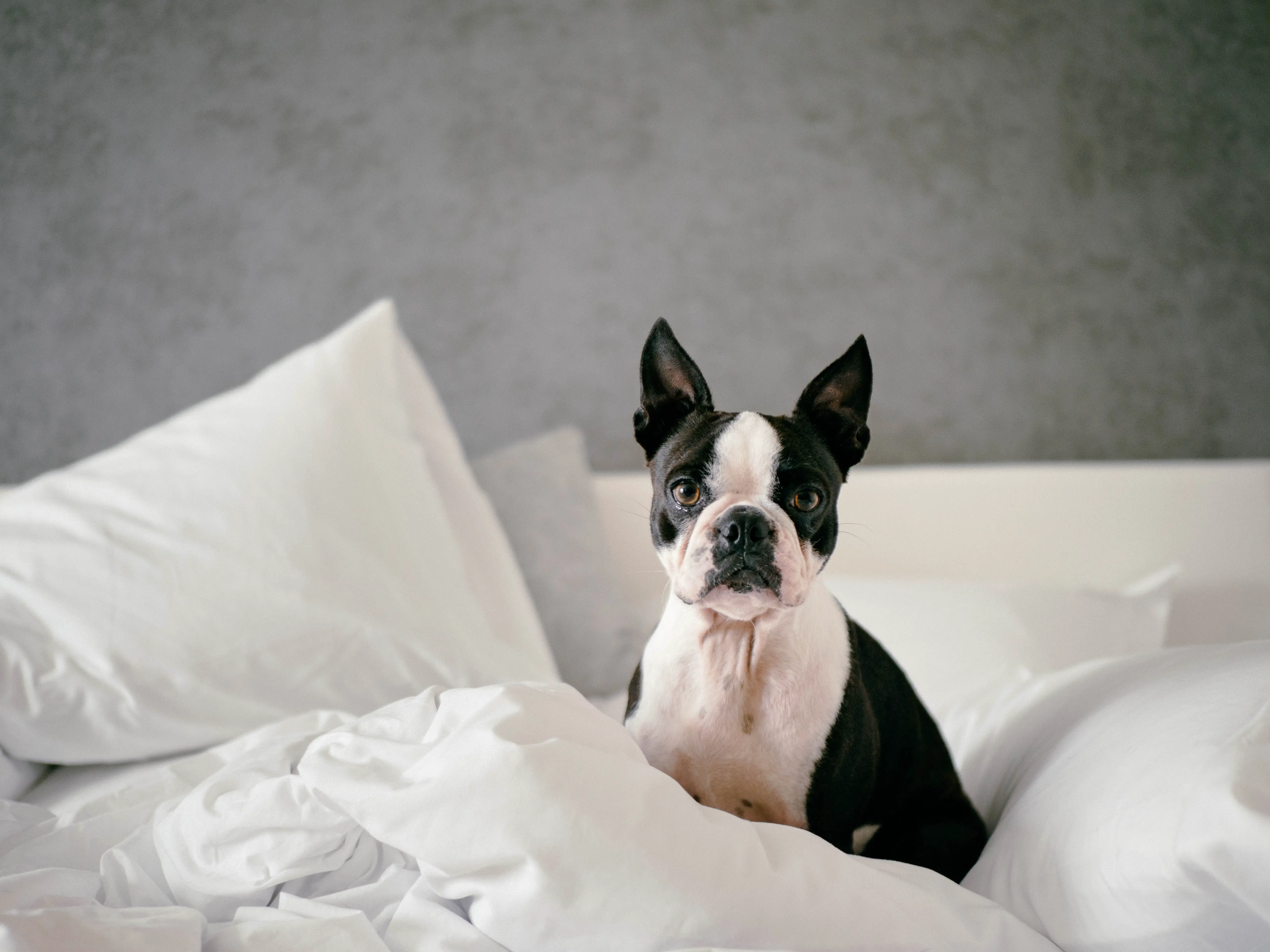 boston terrier on bed