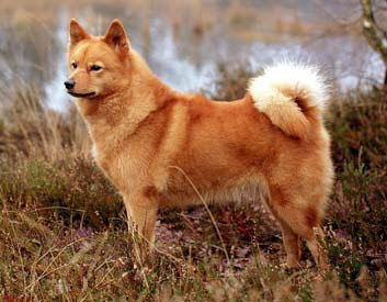 finnish spitz dog buy